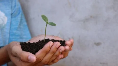 Hand holding tree seedling, concept of love for the environment 스톡 사진