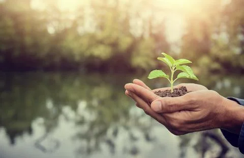 Hand holding tree soil tree growth seeding Stock Photos