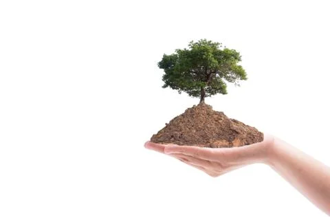 Hand holding a tree on white background. save the earth concept Stock Photos