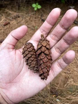 A hand holding two brown pine cone tree in a pine tree forest Stock Photos