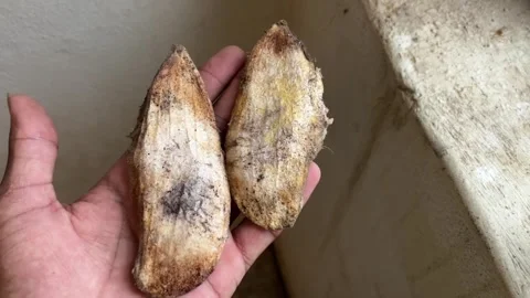 Hand Holding Two Mango Seeds Closeup | Organic Mango Pits for Planting Stockbeeldmateriaal 316225839