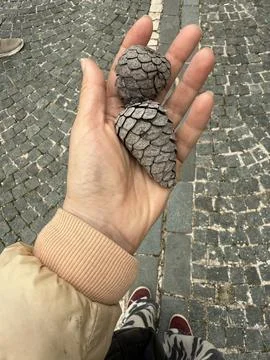 Hand holding two pine cones on a stone pavement background Foto stock
