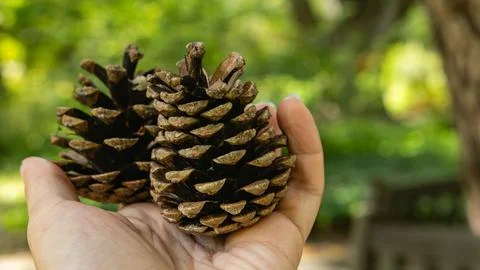Hand holding two pine cones in forest close-up Stock Photos