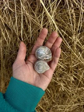 Hand Holding Two Snail Shells Nature Discovery Concept Stock-Fotos