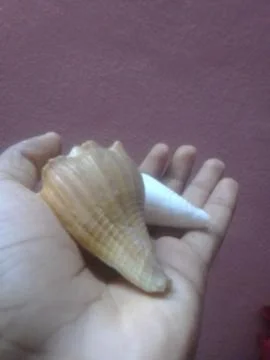 Hand Holding Two Snails Stock Photos