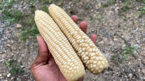 Hand Holding Two White Maize Closeup | Fresh Corn Crop Demonstration Stockbeeldmateriaal 317390203