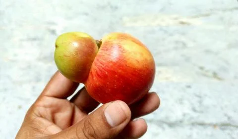 Hand Holding Unique Deformed Mutant Apple With Conjoined Fused Sections Stockfoto's