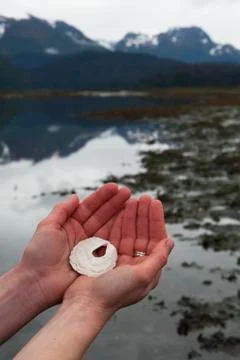 Hand Holding A Unique White Shell With A Hole In The Middle At The Waters Edge Stock Photos