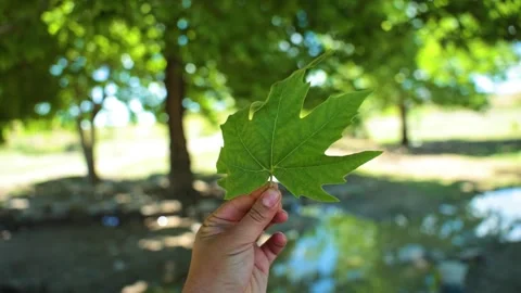 Hand Holding Vibrant Green Leaf in Garden, Point of view of leaf Stock Footage 280560842