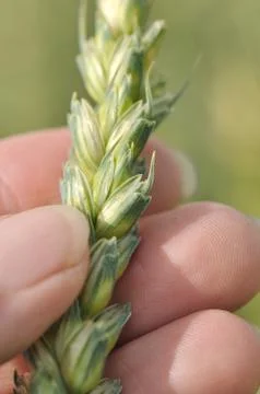 Hand holding wheat Stock-Fotos