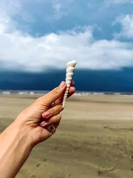 Hand holding white conch shell on sandy beach under cloudy sky Fotos Stock