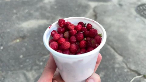 Hand holding white cup full of wild red strawberries outdoors Video stock 338201541