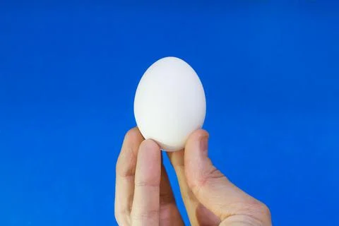Hand holding a white egg on a blue background Stock Photos