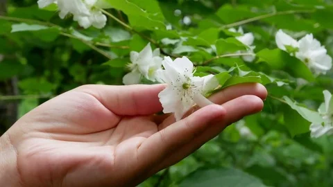 Hand holding a white flower Stock Footage 76922794