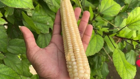 Hand Holding White Maize Cob Closeup and Showing Video stock 317625447
