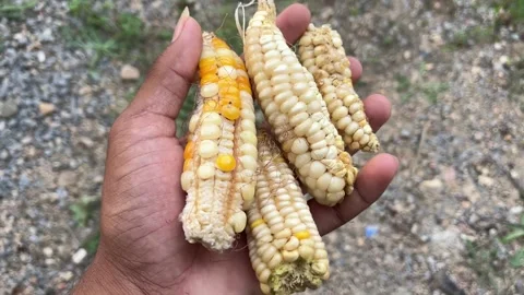 Hand Holding White Maize Explaining Poor Growth and Low Kernel Development Stockbeeldmateriaal 317390205