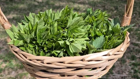 Hand holding wicker basket full of fresh wild herbs over sunlit ground Stock Footage 333912196