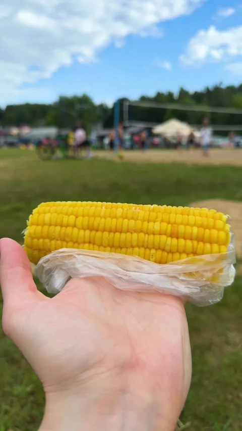 Hand holding yellow corn on the cob at outdoor summer festival with people  Stock Footage 338201156