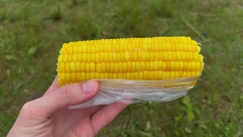 Hand holding yellow corn on the cob outdoors. Street food, summer snack Stockbeeldmateriaal 338201494