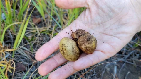 Hand Holding Yellow False Truffle in Forest ,Rhizopogon luteolus, Close-up Stock Footage 347069704