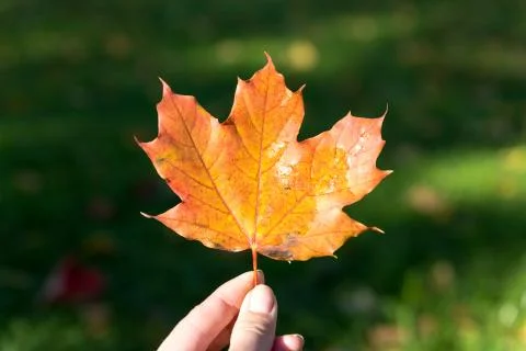 Hand holding yellow maple leaf on autumn sunny nature background. bright orange Stock Photos