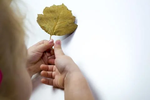 Hand holding yellow maple leaf on autumn yellow sunny background Stock Photos