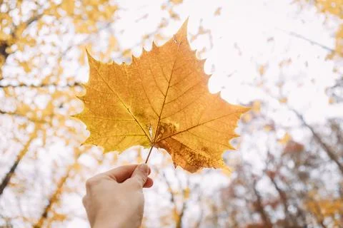 Hand holding yellow maple leaf up to sky Stock Photos