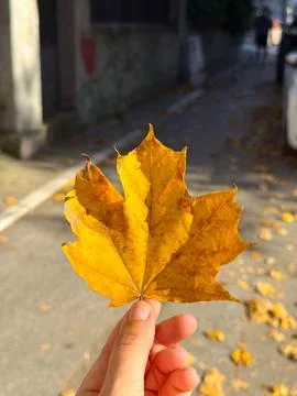 Hand holding yellow maple leaf in sunlight on urban street. Autumn mood, hu.. Stock Photos