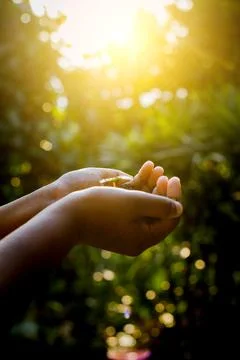 Hand holding a young tree sapling,caring for plants Stock Photos