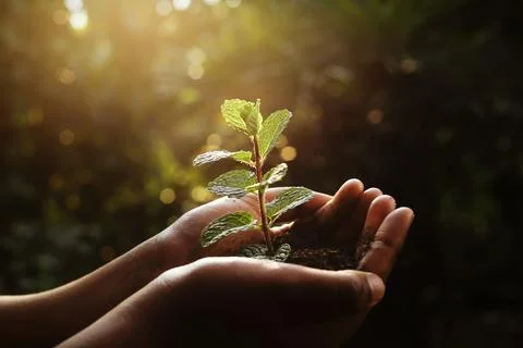 Hand holding a young tree sapling,caring for plants Foto stock
