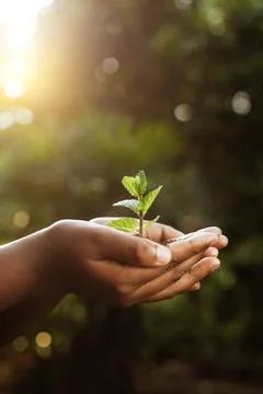 Hand holding a young tree sapling,caring for plants Stock Photos