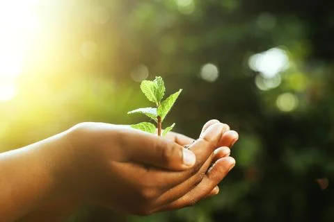 Hand holding a young tree sapling,caring for plants Stock Photos