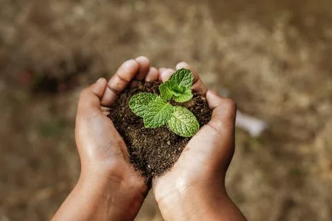 Hand holding a young tree sapling,caring for plants Stock Photos