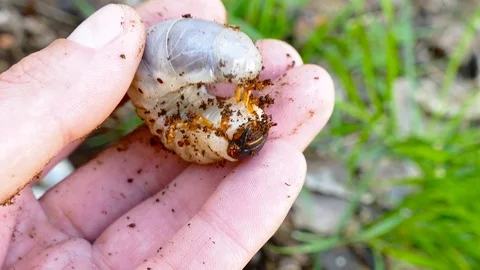 The hand holds the bark beetle larvae 스톡 동영상 88144119