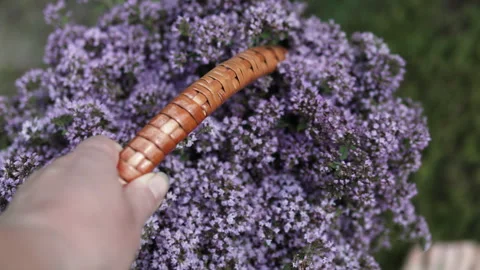 A hand holds a basket of oregano. Video stock 314582018
