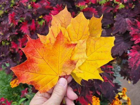 A hand holds bright orange maple leaves above a burgundy coleus flower on a Fotos Stock