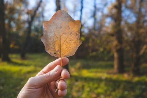 Hand holds brown leaf on the background of forest. Autumn background. 库存照片