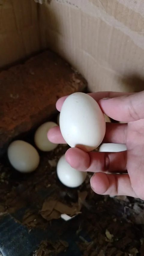 A hand holds a chicken egg Stock Footage 331625297
