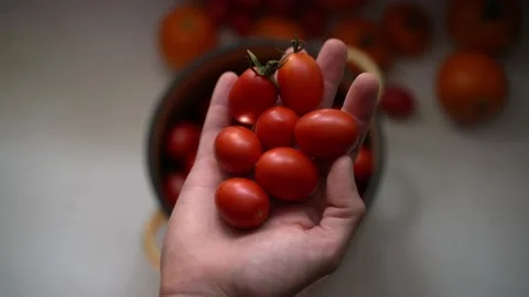 A hand holds close-up small oblong red tomatoes on a blurred background. Harvest Stock Footage 221733041