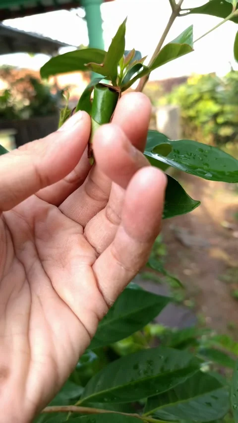 Hand holds a cocoon caterpillar on a leaf Stock Footage 332583417
