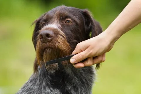 A hand holds a comb and combs the beard dog Stock Photos