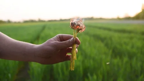 Hand holds a dandelion and sets it on fire Stock Footage 130129879