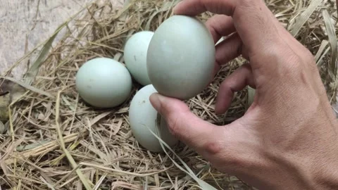 Hand Holds A Duck Egg Stock Footage 297281476