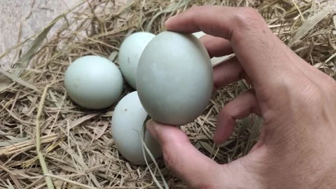 Hand Holds A Duck Egg Stock Footage 297281567