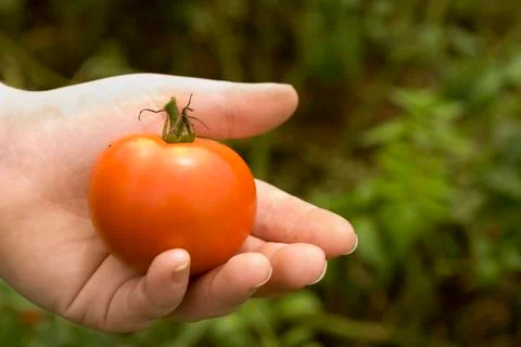 A hand holds a fresh tomato Stock Photos