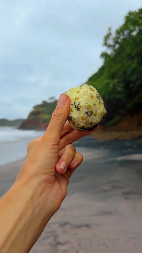 Hand holds a fruit of tropical fruit morinda citrifolia.  Stock Footage 333052537