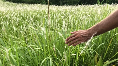 Hand holds the grass Stock Footage 99617277