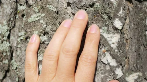 Hand holds hand on the tree closeup Video stock 68345578
