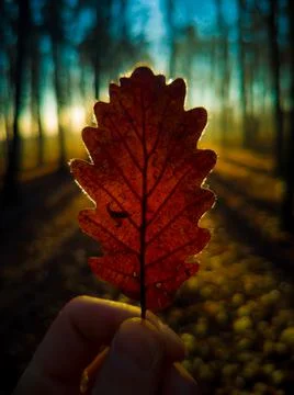Hand holds a leaf with shadows during beautiful sunset in forest Stock Photos