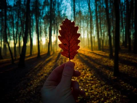 Hand holds a leaf with shadows during beautiful sunset in forest Stock Photos